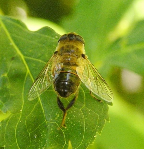 Eristalis sp.